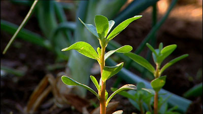 Portulakk-planten inneholder store mengder Omega-3.