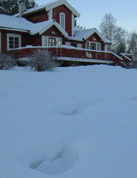 Her slo de til. Sporene etter julelys-ligaen er fortsatt tydelige rundt huset til Kari O. Austad på Tynset. Foto: Joar Elgåen, NRK