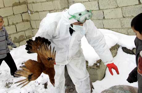 En representant for myndighetene avliver høns i den østlige tyrkiske byen Dogubayazit, som er rammet av fugleinfuensa. Barn ser på (Scanpix/AP)