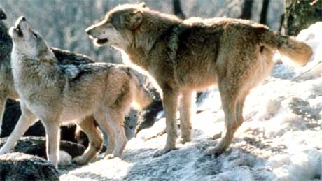I alt det til nå registrert sju ulver, som har tilknytning til Østfold vinteren 2005-2006. Foto: Scanpix