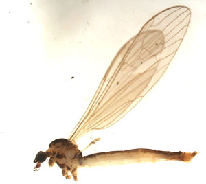 Arten Gonomyia dentata er ny i Norge. Dette er en han som tilhører familien Limoniidae, småstankelbein på norsk. Foto: John Skartveit