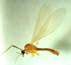 Arten Molophilus cinereifrons er ny i Norge. Dette er en han som tilhører familien Limoniidae, småstankelbein på norsk. Foto: John Skartveit