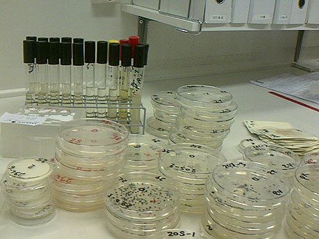 I en uke har ingeniør Inger Gundersen og reporter Øyvind Wik lokket bakterier til mikrobiologisklaboratorium ved hjelp av deilig buljong-gele. Foto: Øyvind Wik, NRK 