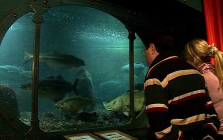 Akvariet skal speila ulike havsmiljø, derfor har det mange ulike sortar fisk (Foto: NRK/Ingelin Røssland) 
