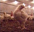 10 000 kyllinger blir avlivet sjøl om de er friske.