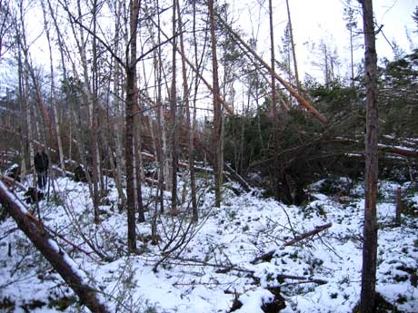 Stormfellinga i skogen er omfattende. Foto: Statskog.