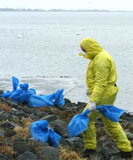 En helsearbeider bærer plastposer med døde fugler på Rügen i Østersjøen i dag. (Foto: Reuters/Scanpix)