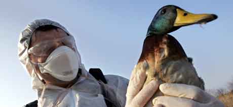 En and ringmerkes i forbindelse med tiltak mot fugleinfluensa i Frankrike. Foto: Dominique Faget, AFP Foto