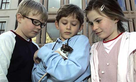 Skuespillerne Thomas Saraby Vatle, med rotta "Halvorsen", flankert av Melissa (Celine Louise Dyran Smith) og Dan (Louis Engebregtsen Bye).