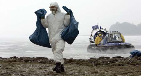 Det plukkes fortsatt opp døde svaner på øya Rügen. Dette bildet er fra i dag. (Foto: J.Köhler, AFP/DDP)