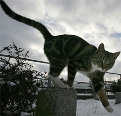 Hvor farlig er det at smitten nå er påvist hos katter? (Foto: Reuters/Scanpix)