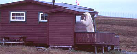 Isbjrnen p Svalbard kan vre nrgende og er hele tiden p jakt etter mat. Denne bamsen vil inn i ei hytte like ved flyplassen i Longyearbyen. (Foto: Sysselmannen)