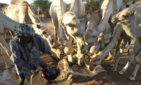 Tørken rammer både dyr og mennesker på Afrikas horn. 11 millioner mennesker er utsatt. (Foto: S.Maina, AFP)