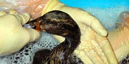 Både ender og svaner er vasket, skyllet, medisinert og foret av naturnverne etter oljeutslippet i mars. Foto: Naturvernforbundet 