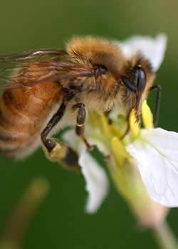 Etter flere kronår på rad flyter landet over av honning. Foto: Scanpix