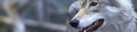 Rundt 150 hundeiere har de siste ti årene fått sine hunder drept av ulv i Norge og Sverige. Foto: NRK