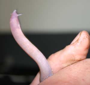 Her kan du se at slimålen ikke har munn, men bare noen små "kroker". (Foto: NRK/Ingelin Røssland)