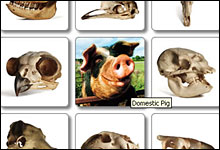 Gjett hvilke dyr hodeskallene tilhører på California Academy of Sciences sine hjemmesider. 