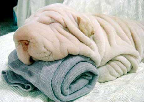 Badehåndklehund. (kilde: ukjent)