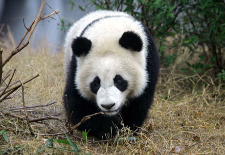 I løpet av ett døgn kan en kjempepanda spise mellom 12 og 38 kilo bambus. (Foto: AP Photo/Elizabeth Dalziel, File)