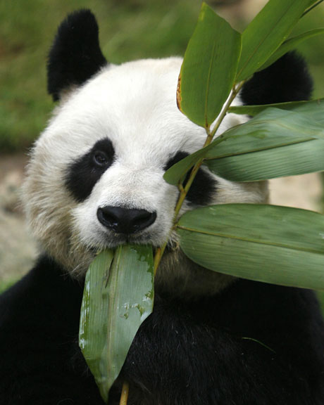 99 prosent av pandadietten er sammensatt av 30 forskjellige typer bambus. (Foto: AP Photo/Vincent Yu)
