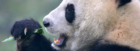 I løpet av ett døgn kan en kjempepanda spise mellom 12 og 38 kilo bambus. (AP Photo/Elizabeth Dalziel)