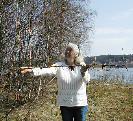 Kari Bay Haugen samler takrørrot. Rotstokker på takrør er søte og kan tygges ferske. (Foto: Foto: Inger Lise Østmoe)