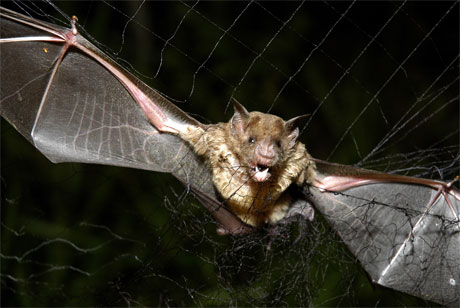 Statens vegvesen mener eksperter p flaggermus at dyrene vil venne seg til sprengningsarbeidene. (Arkivfoto: Brasiliansk vampyrflaggermus. AP Photo/Mario Quadros)