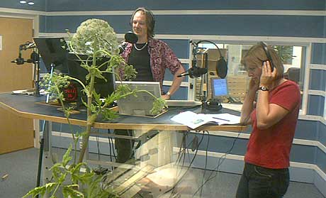 Rådgiver Heidi Hansen i Direktoratet for Naturforvaltning hadde tatt med seg et prakteksemplar av en tromsøpalme da hun skulle intervjues av programleder Arild Opheim. (Foto: Øyvind Wik, NRK) Rådgiver Heidi Hansen i Direktoratet for Naturforvaltning hadde tatt med seg et prakteksemplar av en tromsøpalme da hun skulle intervjues av programleder Arild Opheim. (Foto: Øyvind Wik, NRK)