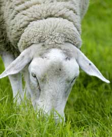 (Illustrasjonsfoto: SCANPIX) (Illustrasjonsfoto: SCANPIX)