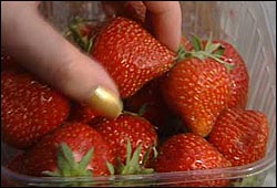Unngå jordbær om du har urticaria. Foto: NRK