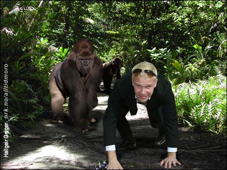 Etter å ha fremført Peer Gynt i Egypt går turen sørover til Bwindi nasjonalpark i Uganda, der gorillaen "Lucy" har rollen som Mor Åse. (Innsendt av Hallgeir Greger)