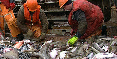 Stadig mer av fisken fra Barentshavet sendes til Shanghai før den returneres til Europa.