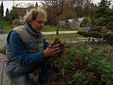 Løv blir mat til plantene til våren.. Løv blir mat til plantene til våren..