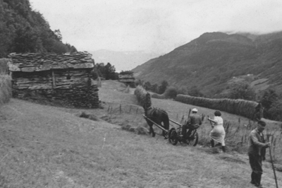 Slttonn i teigen Vedhoggi under garden Berge i Luster p 1950-talet. Biletet er utlnt av Oddlaug Molland.