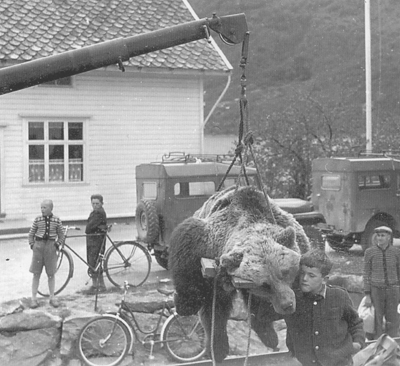 Siste bjrnen som vart felt i Luster blir vist fram. Bjrnen vart skoten av Sverre Leirdal i 1956.
