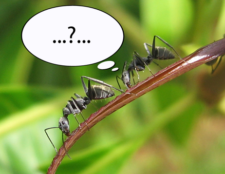 Hva tror du dette insektet tenker? Hva tror du dette insektet tenker?