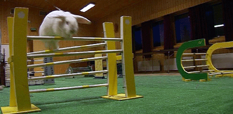 Idefix er kaninen til Åshild Berdal. Han hopper glatt over hindrene i Newtons lille kaninhoppe-duell.