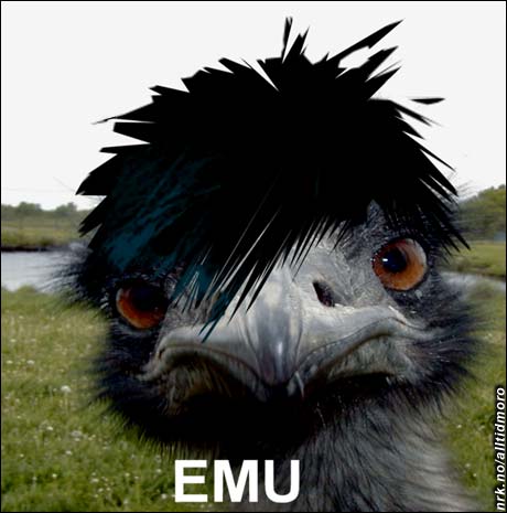 Emo-emu. (Innsendt av Team Jasc)