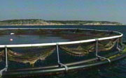 Hellesund fiskeoppdrett - rammet av dødelige alger