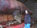Snorre Stuen fra Norsk Veterinærhøgskole studerer hvalen