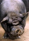 Eigarane til Porky nyttar sivil ulydnad for å redde grisen. Eigarane til Porky nyttar sivil ulydnad for å redde grisen.