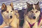 Utenlandske hunder som ikke har fått ormekur, kan spre farlige parasitter under Finnmarksløpet. (Illustrasjonsfoto) 