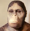 Australopithecus. Ill.: NRK-arkiv.