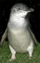 Pingu likte ikke blitzlyset