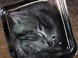 Bonsai Kitten - heldigvis avslørt som en drøy spøk